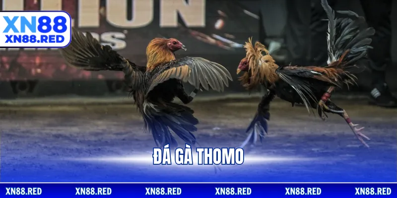 Đá gà Thomo